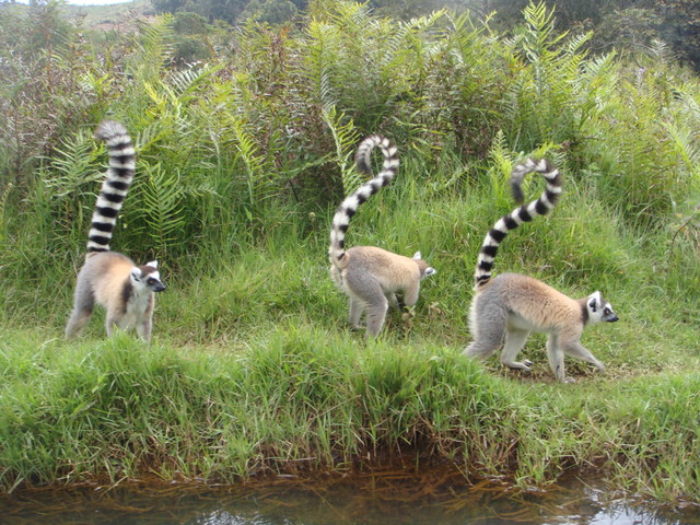 Мадагаскар, сентябрь 2010. Остров Лемуров. Много фото.